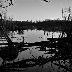 Des arbres et branches dans les marais en noir et blanc - Belgique  - collection de photos clin d'oeil, catégorie paysages